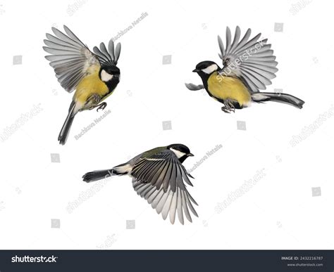 Small Perky Tits Royalty Free Images Stock Photos Pictures Shutterstock