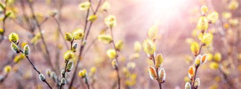 Pussy Willow Essential Guide To Growing And Caring For This Spring