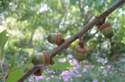 Meet A Tree: Maple Leaf Oak - Quercus acerfolia