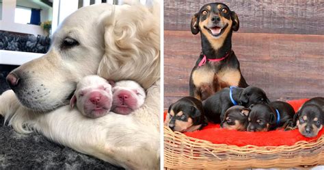 long   mother dog stay    puppies  sherlyn weyer blog