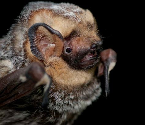 facts myths bats northwest