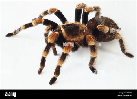 side view   tarantula  res stock photography  images alamy