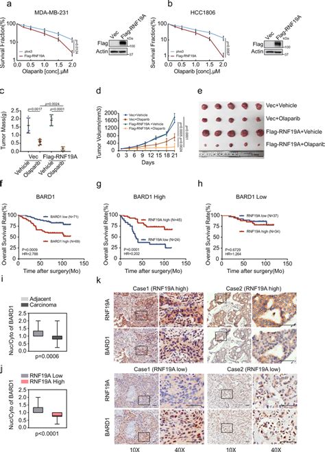 The Role Of RNF19A In Response To Cancer Therapy Ab Sensitivity Of