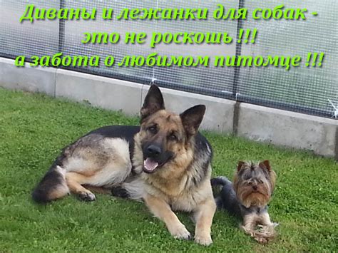 Диваны для собак на заказ - Лежанки и напольные подушки для домашних ...