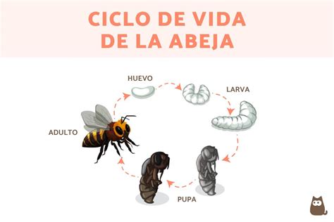 Ciclo De Vida De Las Abejas Reinas Obreras Y Z Nganos