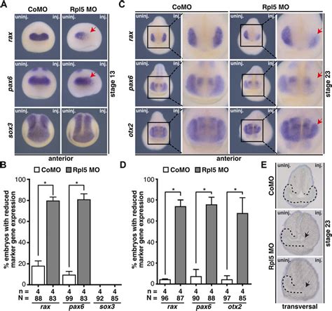 Rpl5 Knockdown Interferes With Eye Specific Marker Expression And Eye