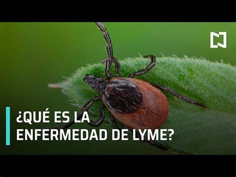 Todo Lo Que Necesitas Saber Sobre La Enfermedad De Lyme Causas