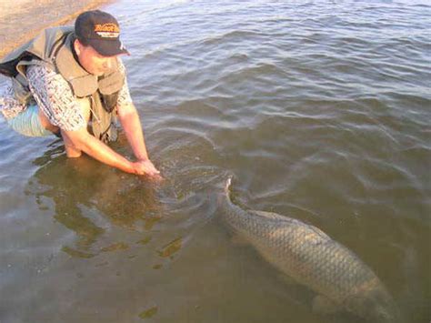 Сазаны Волги :: Carp. Cyprinus carpio