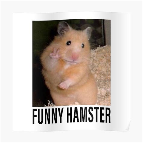 Funny Pfp Hamster Hamster Meme Pfp With Crown Staring Hamster Image