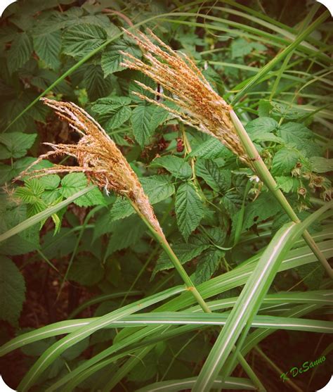 Ornamental Grass Plumes Karen Desanno Flickr