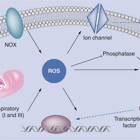 Molecular mechanisms of reactive oxygen species signaling | Download ...