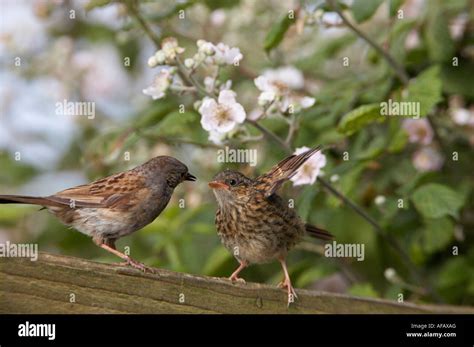 Dunnock feeding chick (Prunella modularis Stock Photo - Alamy