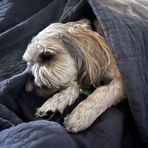 Stream Heavy Ass Double By Pizzaenjoy Listen Online For Free On SoundCloud