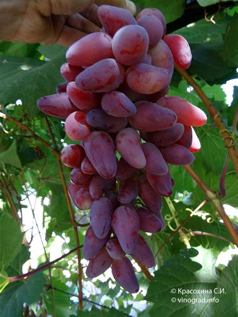 Дубовский розовый - сорт винограда