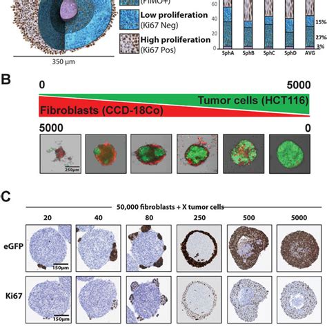 Caf Secreted Wnt Feeds Tumor Cell Growth And Spheroid Formation A