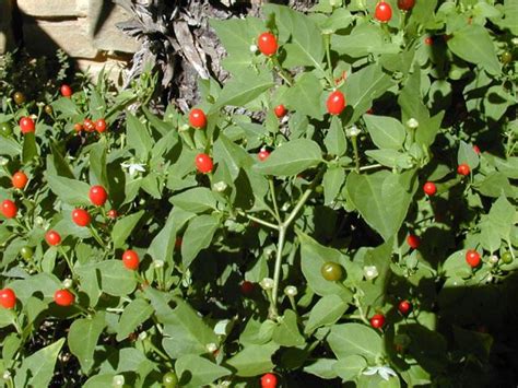 Capsicum annuum var. glabriusculum ~ Detailed Information | Photos | Videos
