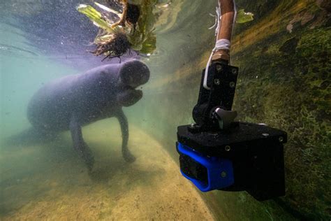 Get a rare glimpse into the hidden lives of Amazonian manatees