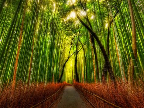 Bamboo Forest Japan Computer Wallpaper - WallpaperSafari