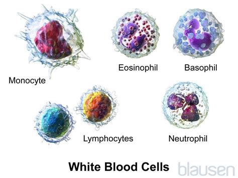 Overview of White Blood Cell Disorders - Blood Disorders - MSD Manual ...