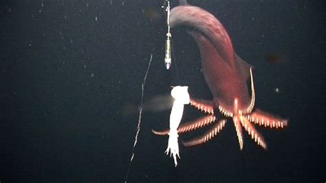 First Videos of Deep-Sea Squid Reveal Aggressive Predator | Live Science