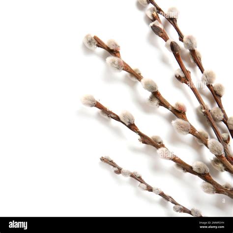 Pussy Willow Branches Isolated On White Background Stock Photo Alamy