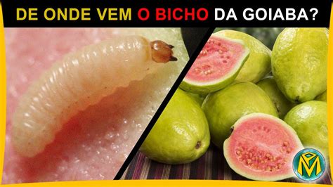 De Onde Vem O Bichinho Da Goiaba Revoeduca