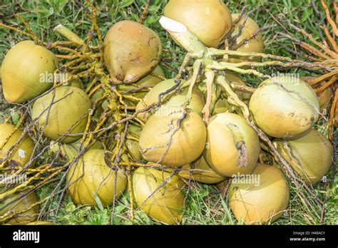 A Bunch Of Coconuts On The Ground Stock Photo Alamy