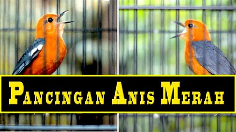 Anis Merah Ngeplong Saling Bersautan Untuk Pancingan Anis Merah Agar