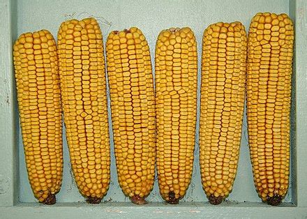 Dent corn - Wikipedia