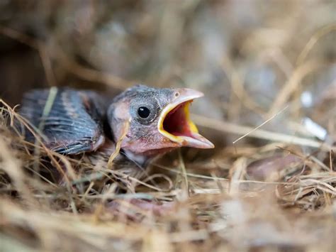 What to Feed a Baby Bird: A Comprehensive Guide