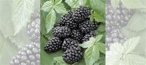 Саженцы ежевики блек джем купить в Великом Новгороде | Товары для дома ...