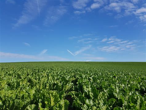 suedzucker ag annualreportscom