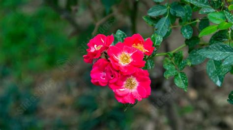 Red Flowers And Trees Branch Macro Powerpoint Background For Free