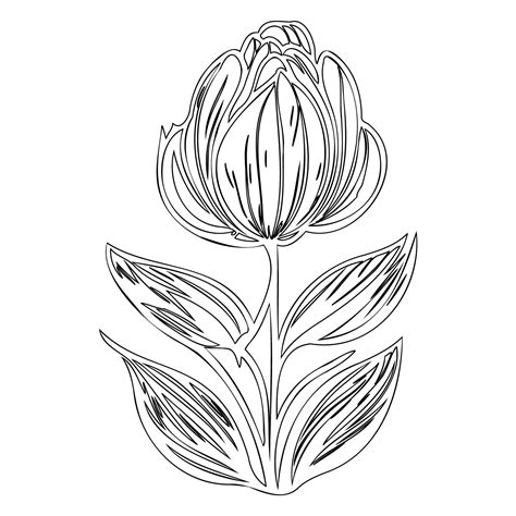 tulip flower outline illustration sketch 47389224 Vector Art at Vecteezy