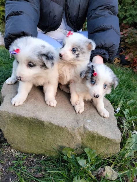 Pi Kne Szczeniaki Border Collie Chip Metryka Ksi Eczka Zdrowia Abno