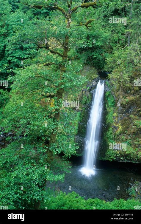 Drift Creek Falls Siuslaw National Forest Oregon Stock Photo Alamy