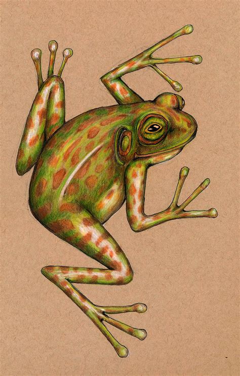 Silly Frog Drawing By Ilga Jansons Doodle Addicts