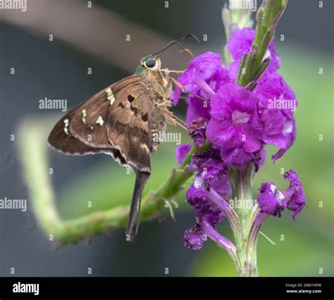 Dicot Skippers Hi Res Stock Photography And Images Alamy