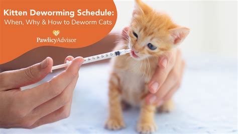 Kitten Deworming Schedule: When, Why & How To Deworm Cats | Pawlicy Advisor