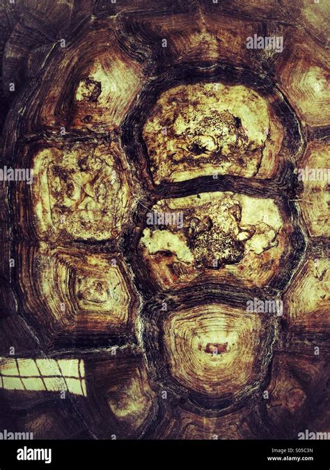 tortoise shell  res stock photography  images alamy