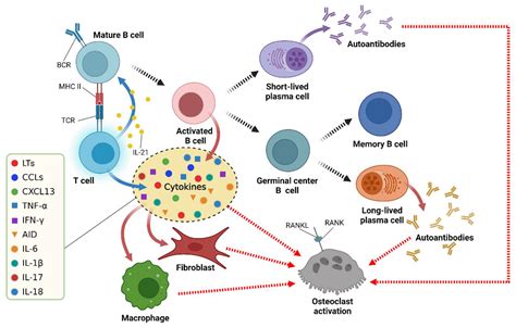 Ijms Free Full Text Rheumatoid Arthritis Pathogenic Roles Of