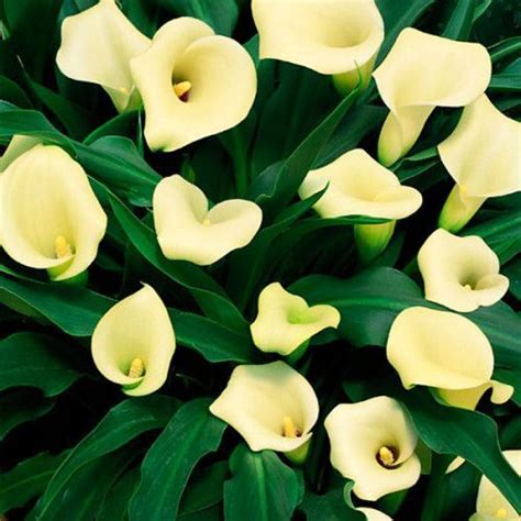 Купить клубни каллы из питомника "КСП" – доставка почтой, СДЭК