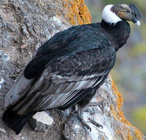 Cóndor andino Vultur gryphus EcuRed