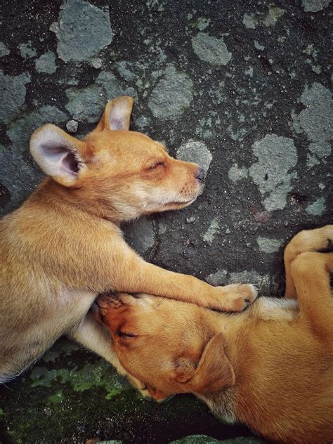 Dogs Sleeping Photos, Download The BEST Free Dogs Sleeping Stock Photos ...