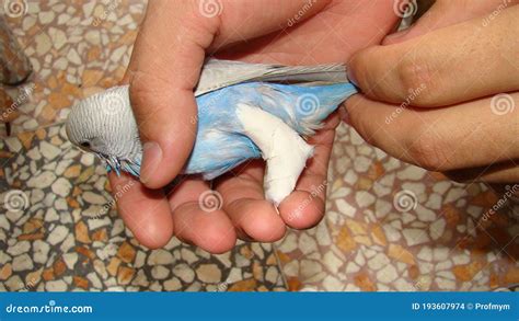 Bird Budgie Accident Leg Of Parrot Was Broken Broken Bird`s Foot Was Treated By Splint