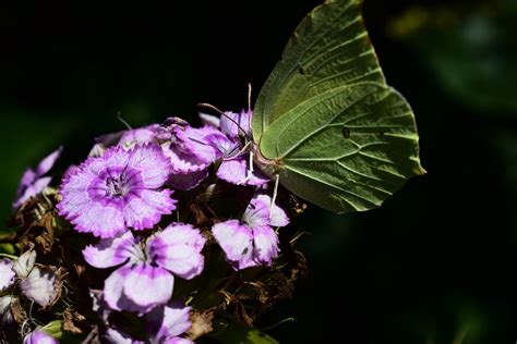 Borboleta Insetos Natureza Foto Gratuita No Pixabay Pixabay