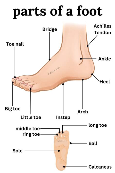 Parts of Foot Names in English - Learn English Vocabulary - Foot ...