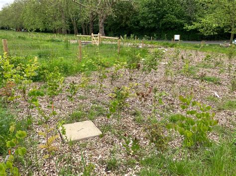 Peckham Rye Park and Common - North