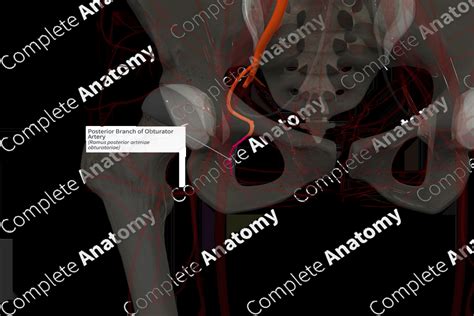 Posterior Branch Of Obturator Artery Right Complete Anatomy