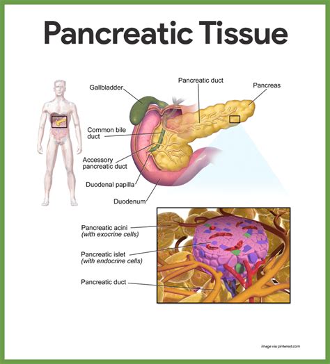 Endocrine System Anatomy And Physiology Artofit